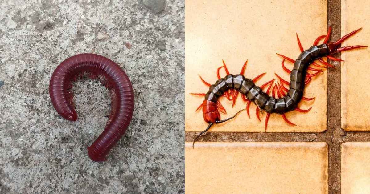 Tip To Get Rid of Insects In Bathroom