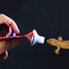 To Get Rid Of Lizards Using Tooth Paste