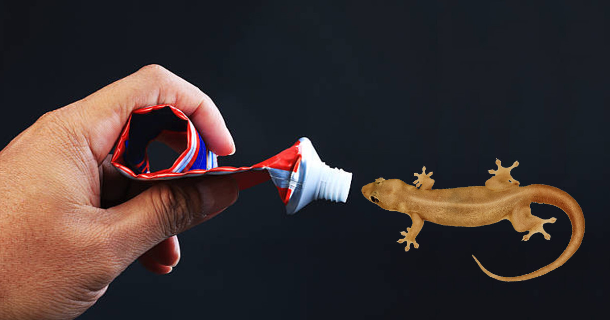 To Get Rid Of Lizards Using Tooth Paste