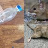 Get Rid of Rats From Home