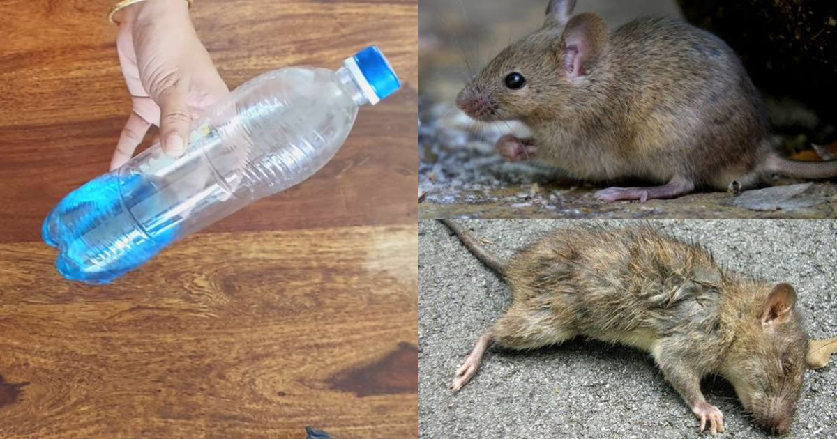 Get Rid of Rats From Home