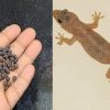 Tip To Get Rid of Lizards