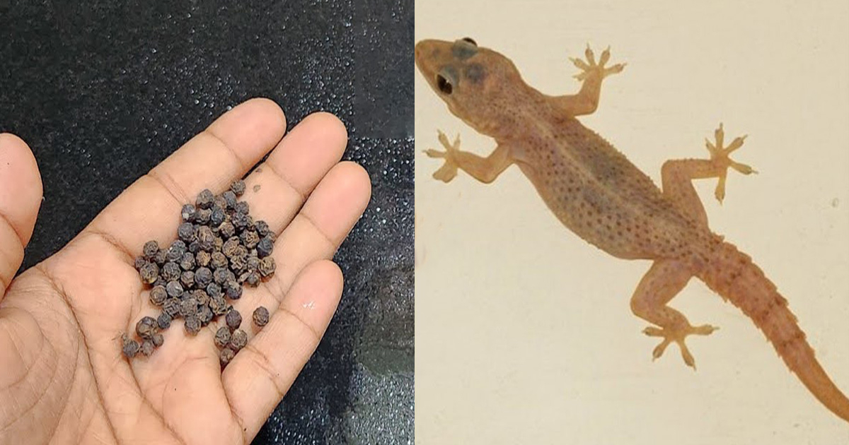 Tip To Get Rid of Lizards