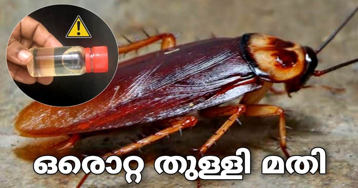 To Get Rid of Cockroaches and Flies