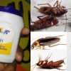 Easy Way To Get Rid Of Pests Using Fevicol