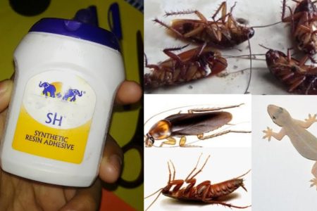 ഫെ വിക്കോൾ ഉണ്ടോ.? പല്ലി, പാറ്റ, ഈച്ച, ഉറുമ്പ് ഇവയുടെ ശല്യം ഇനി ഇല്ലേ ഇല്ല.!! ഫെ വിക്കോൾ കൊണ്ട് ഒരു കിടിലൻ മാജിക്.. | Easy Way To Get Rid Of Pests Using Fevicol