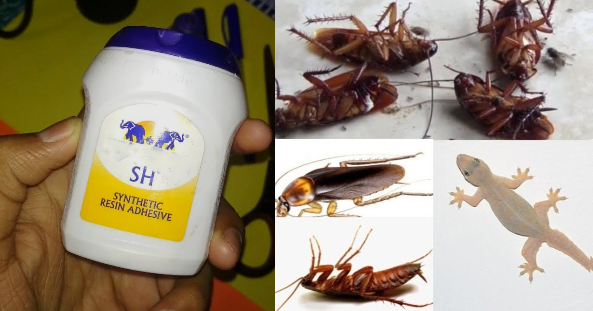Easy Way To Get Rid Of Pests Using Fevicol