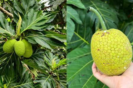ഈ കായയുടെ പേര് അറിയാമോ.? ഇങ്ങനെ കഴിച്ചാലുള്ള അത്ഭുതം കണ്ടു നോക്കൂ.!! ഷുഗർ കുറക്കാൻ ഏറ്റവും നല്ല എളുപ്പ വഴി.. | Health Benefits Of Kadachakka
