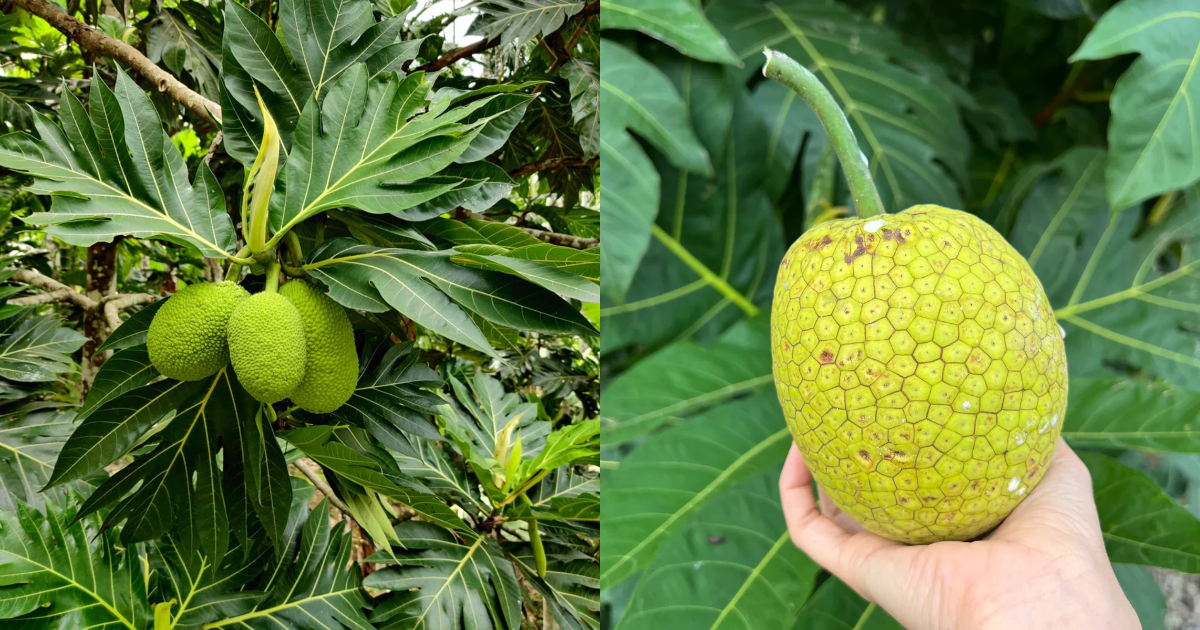 Health Benefits Of Kadachakka