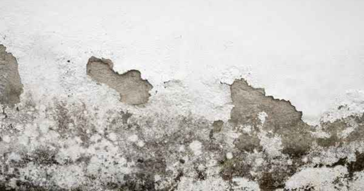 Tips To Get Rid Of Wall Dampness
