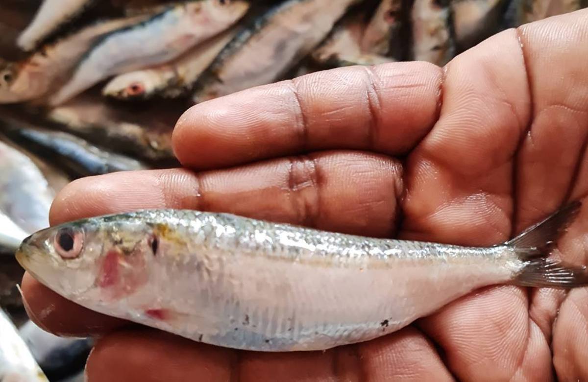 Easy Tip To Clean Sardine Fish