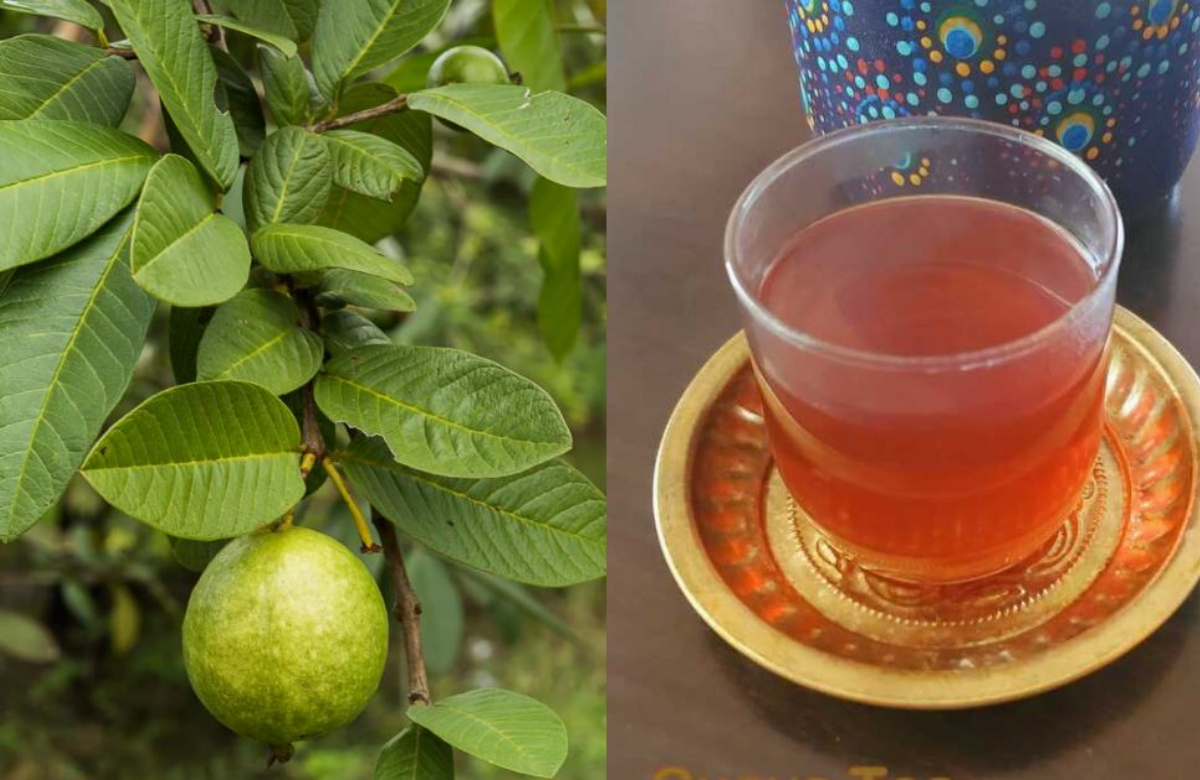 Guvava Leaves Tea Benefits