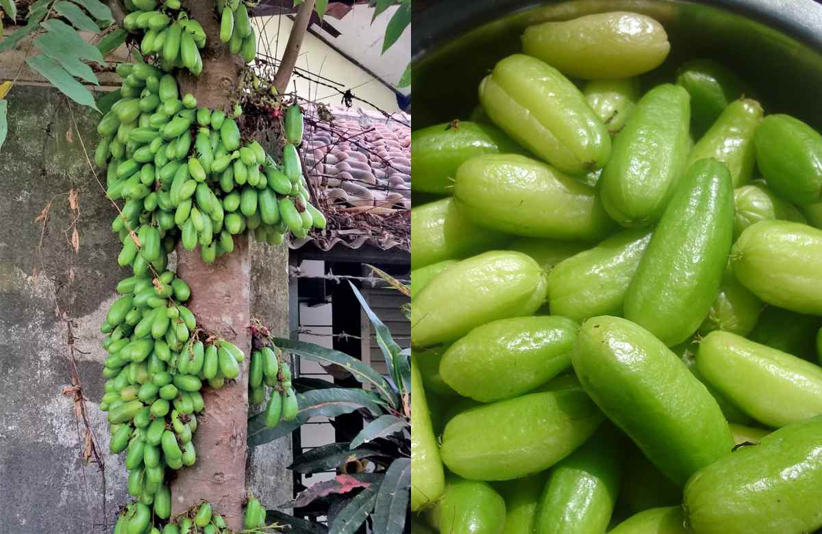 Irumban Puli Uses In kitchen