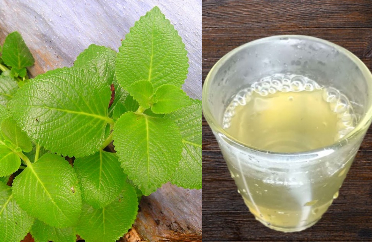 Panikoorka Ila Water Benefits