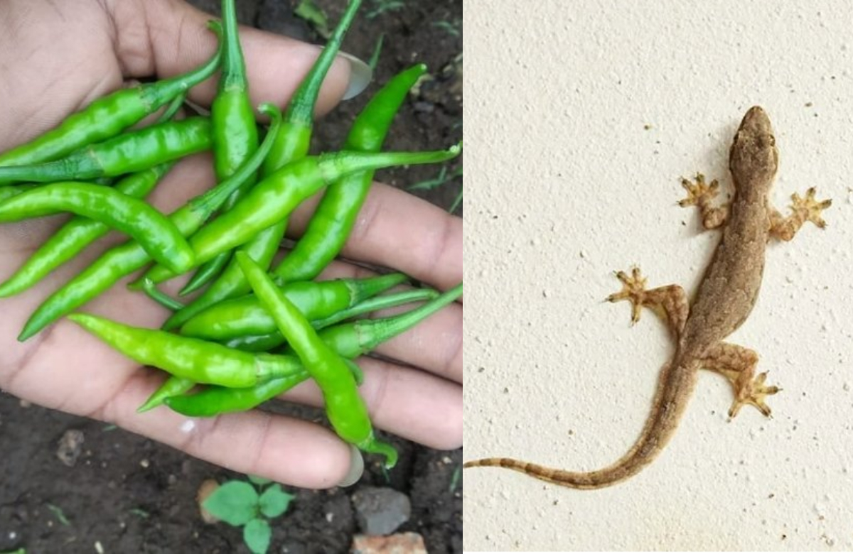Tip To Get Rid Of Lizards Using Green Chilly