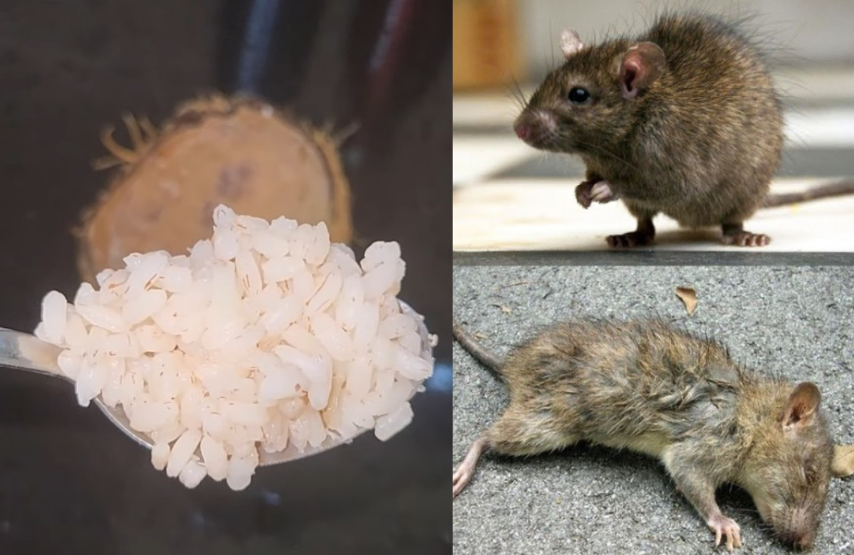 Tip To Get Rid Of Rats Using Rice