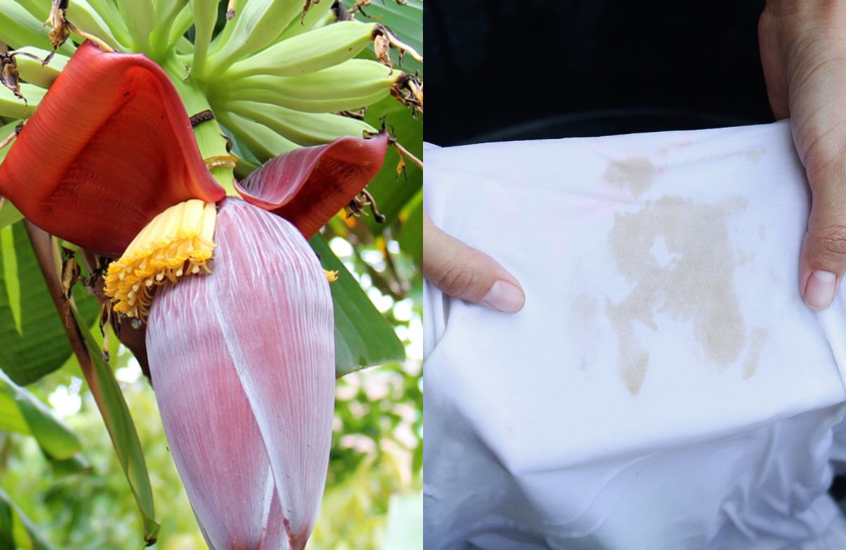 Tip To Remove Banana Stain From Cloths