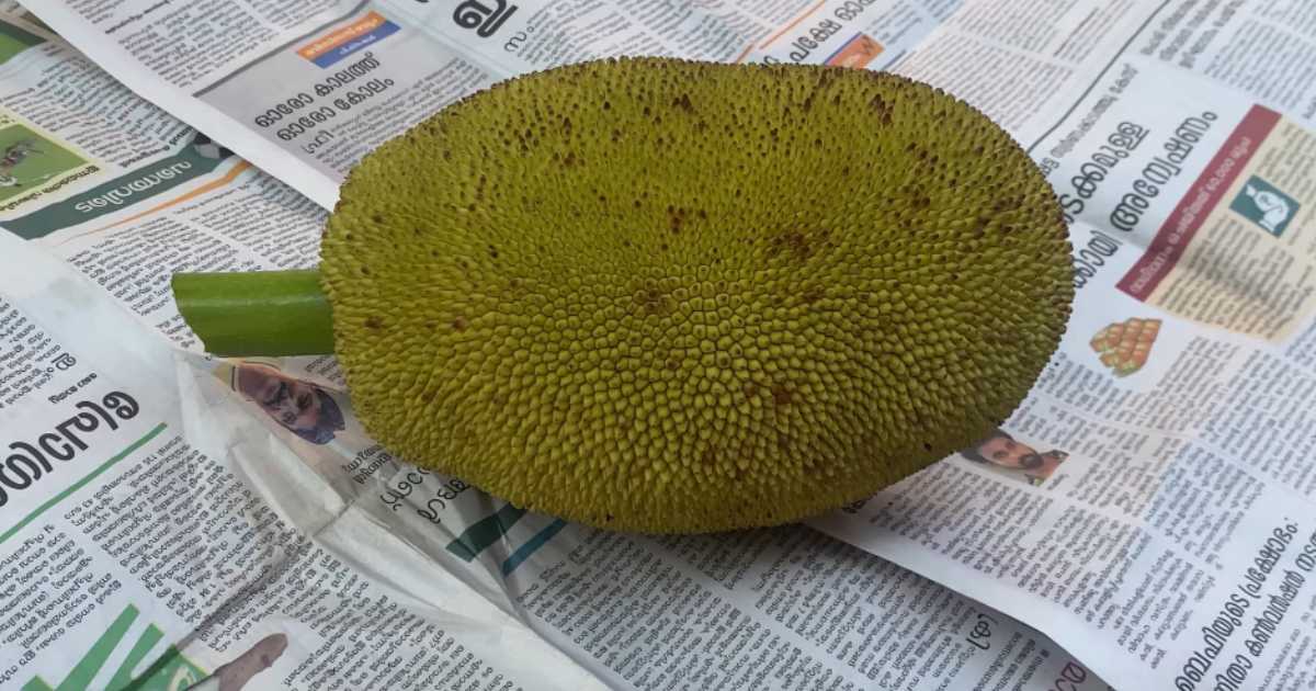 Tips To Cut Tender Jackfruit