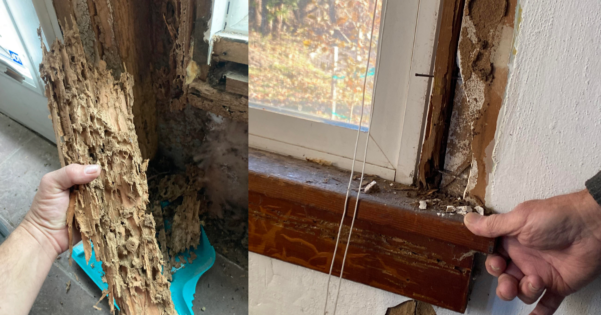 Camphor For Get Rid Of Termites