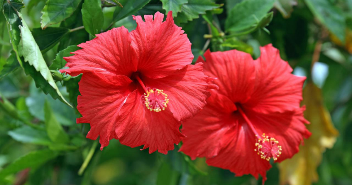 Dandruff Removing Tip Using Hibiscus