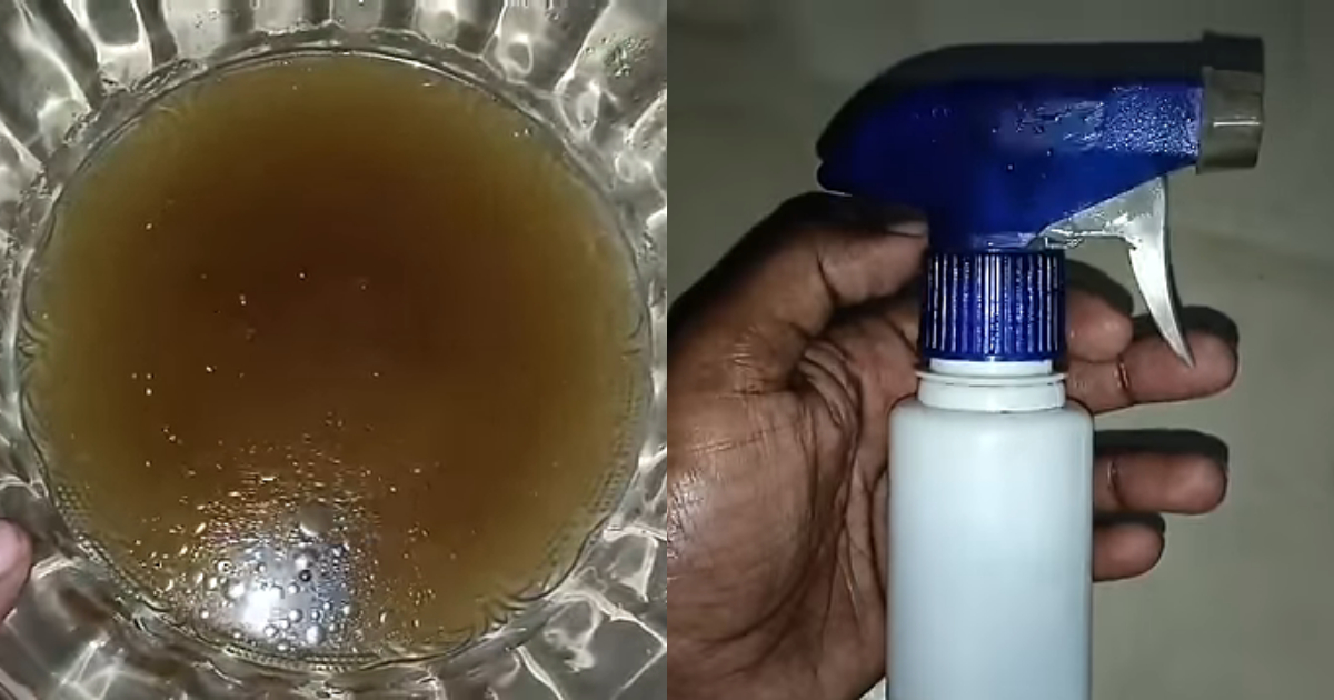 Easy Way To Get Rid Rat From Our House