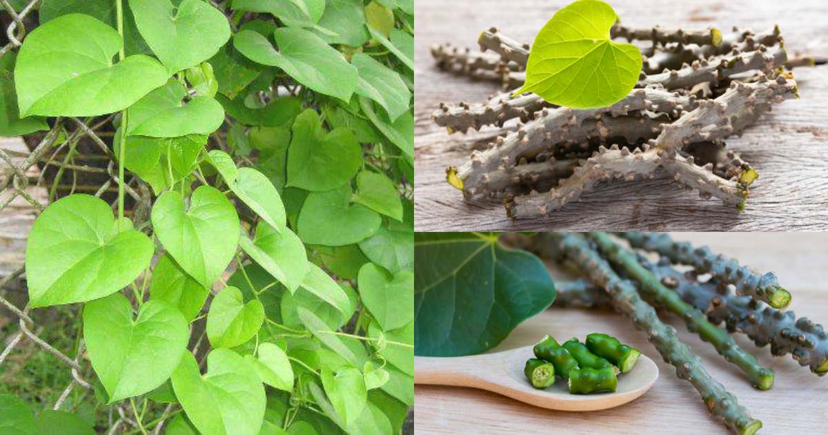 Get Rid Of Diabetes By Consuming Chittamruthu