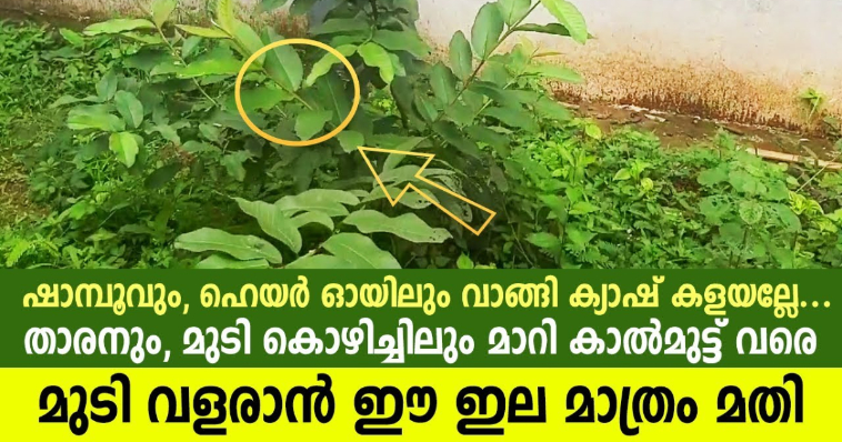 Guava Leaf For Hair Growth