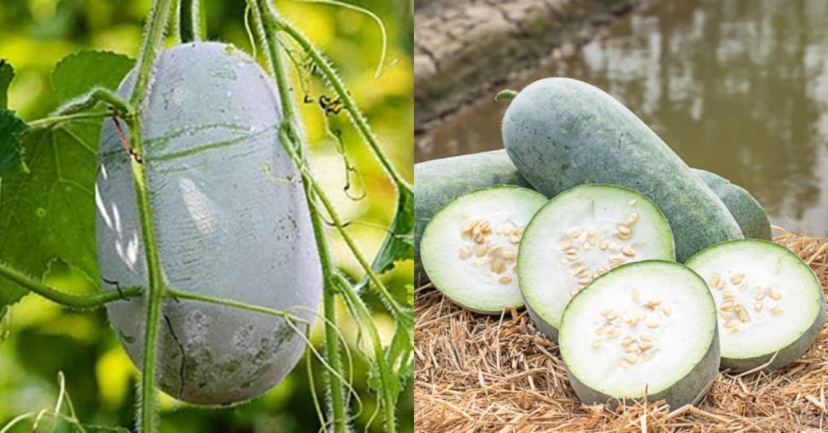 Health Benefits Of Kumbalanga