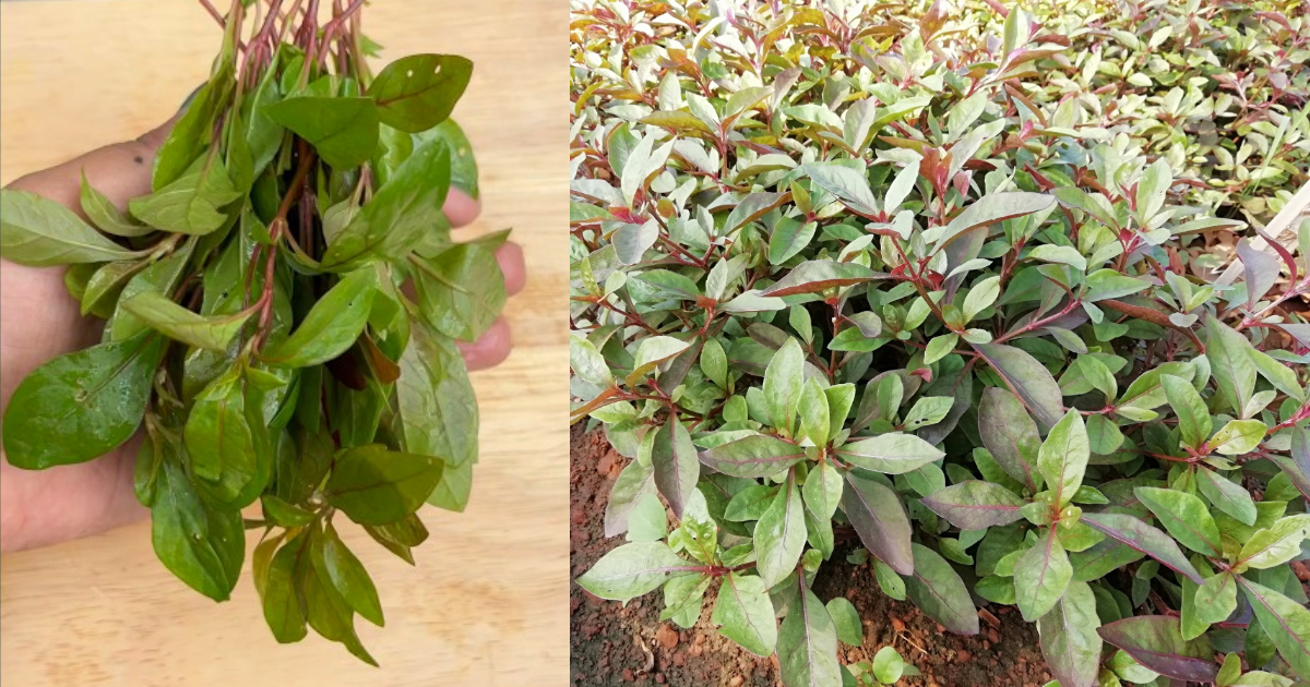 Health Benefits Of Ponnamganni Cheera