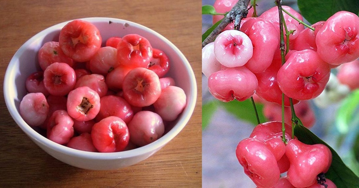 Health Benefits Of Rose Apple