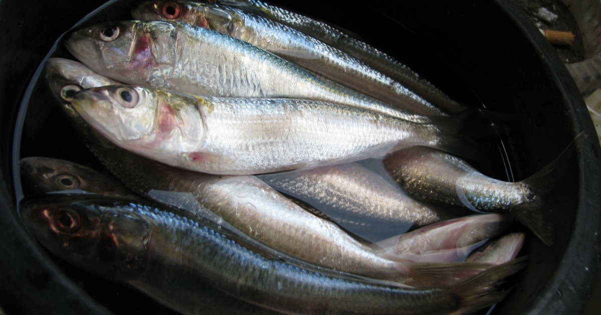 Plastic Bottle Tip For Clean Sardine Fish