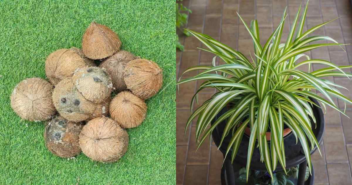 Tips To Care Spider Plant