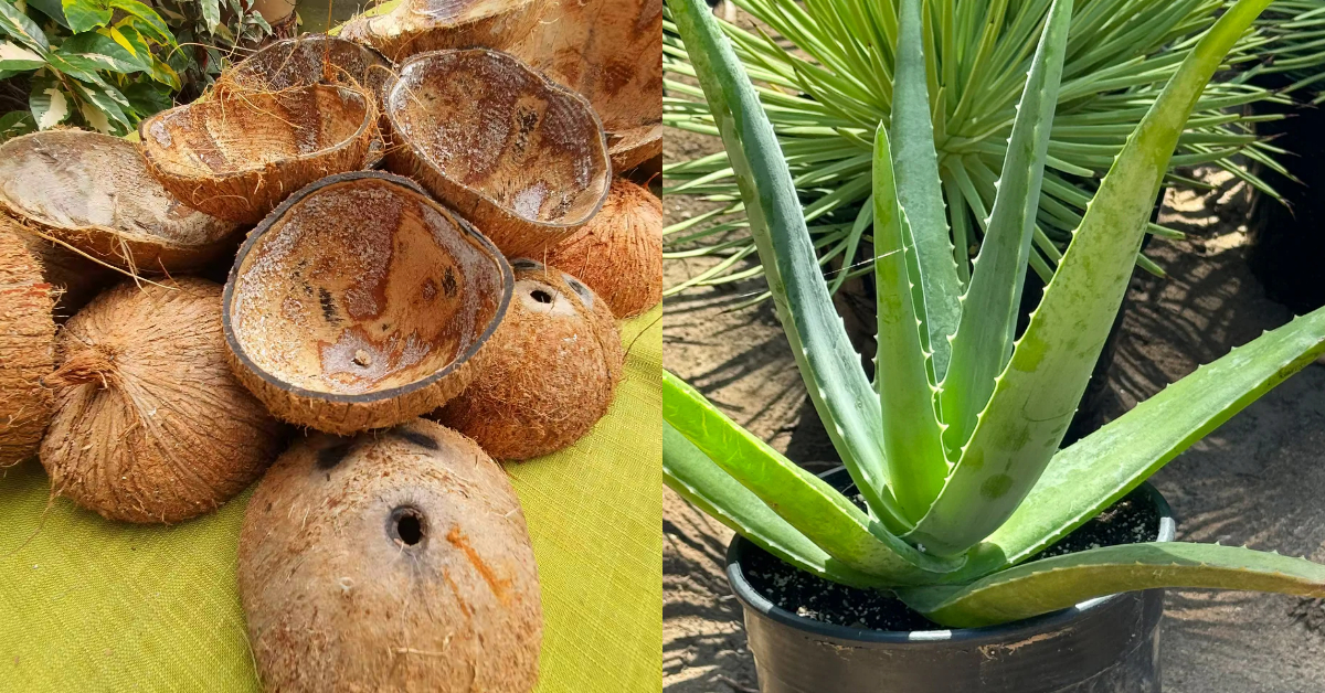 Aloe Vera Krishi Using Puppal