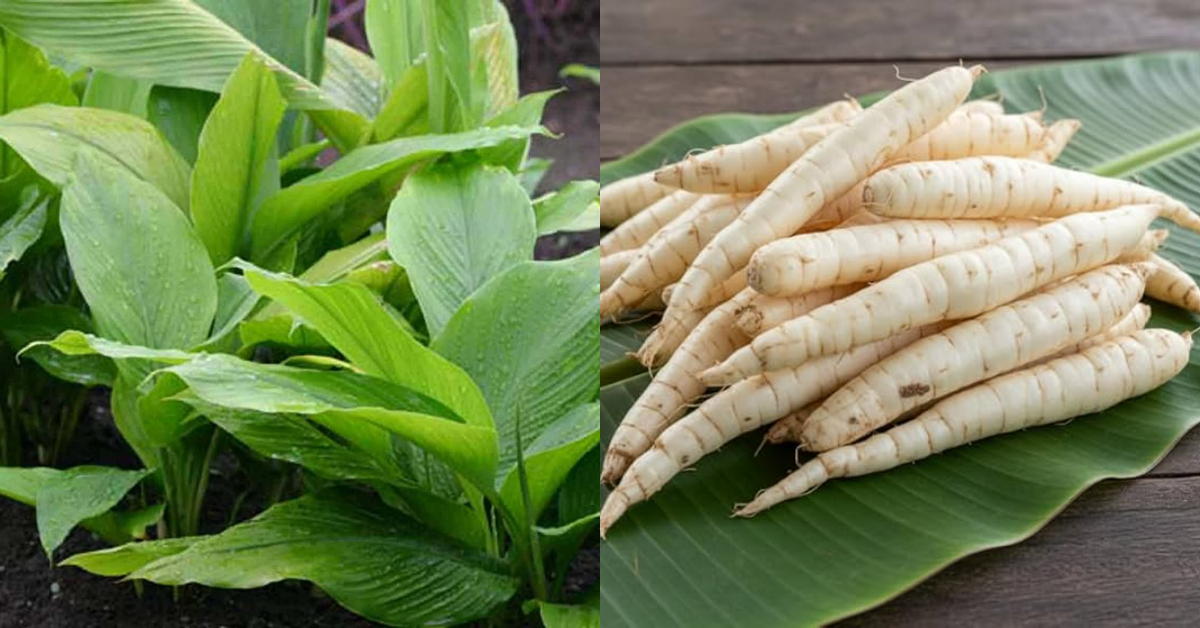 Arrowroot Cultivation Tip Using Kitchen Waste