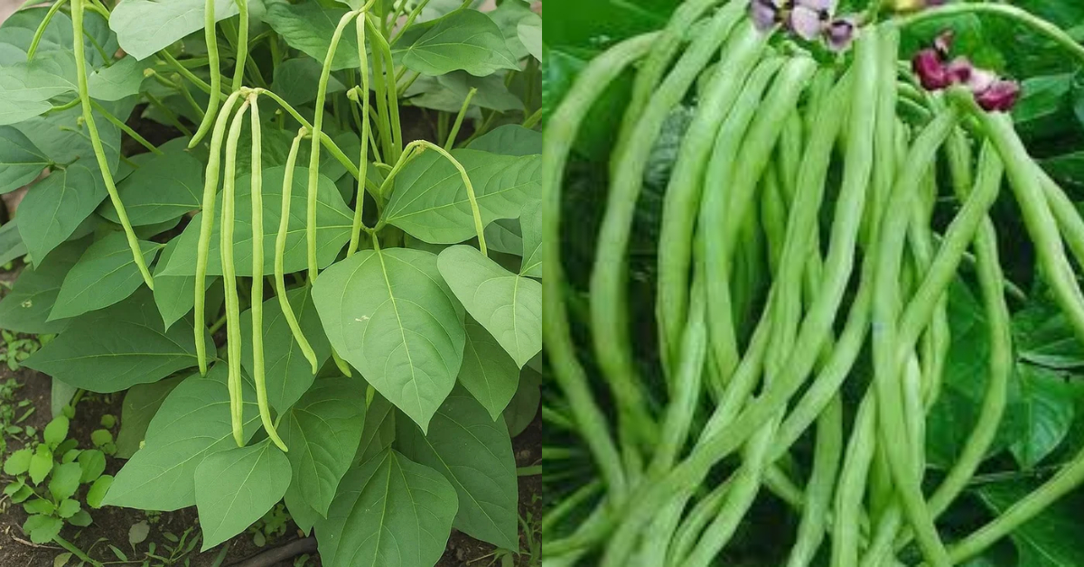 Beans Cultivation Tip Using Pesticide