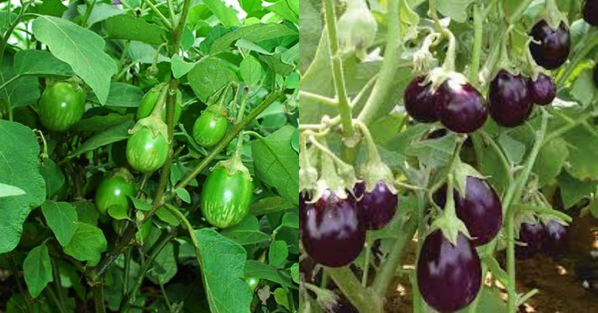 Brinjal Krishi Tips