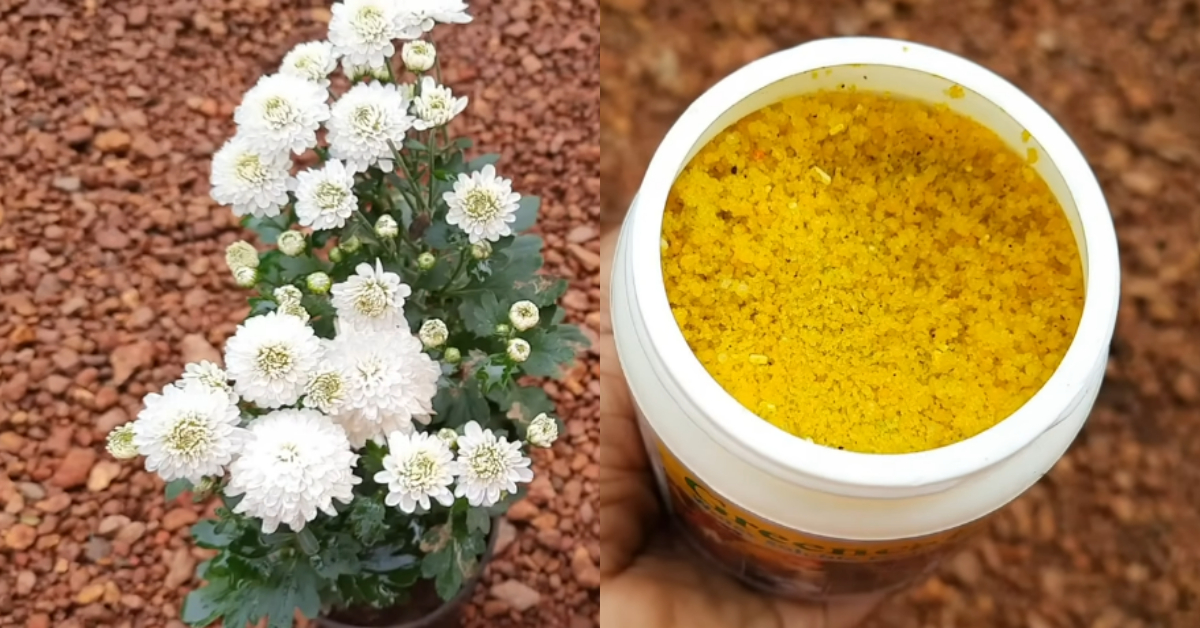 Chrysanthemum Cultivation At Home