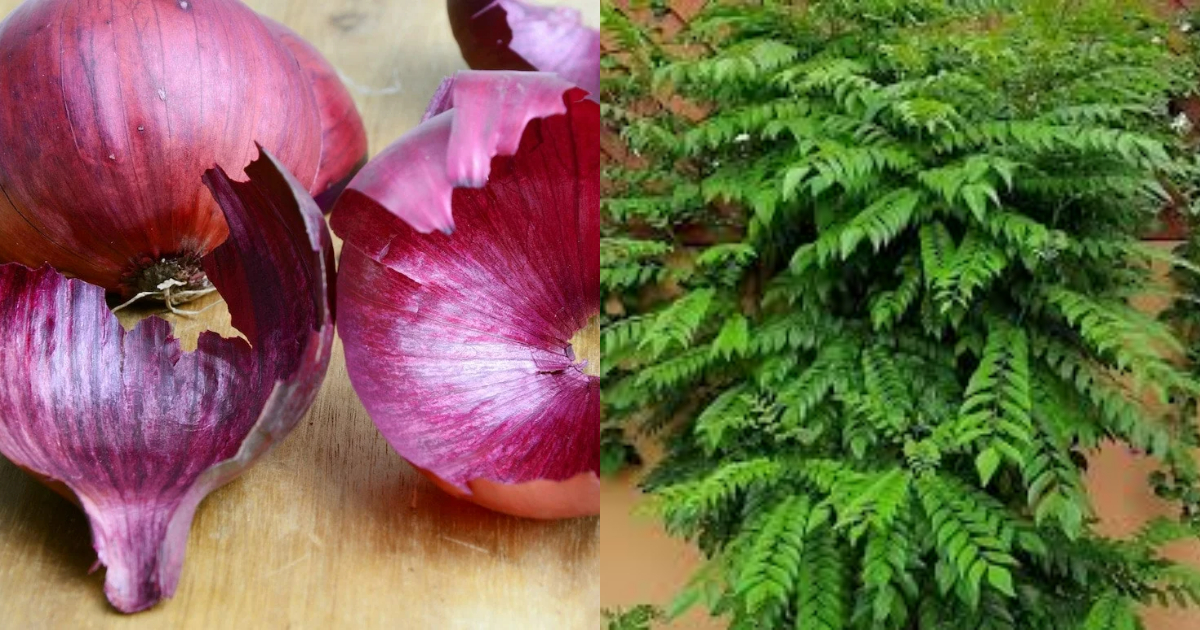 Curry Leaves Cultivation With Onion Peel