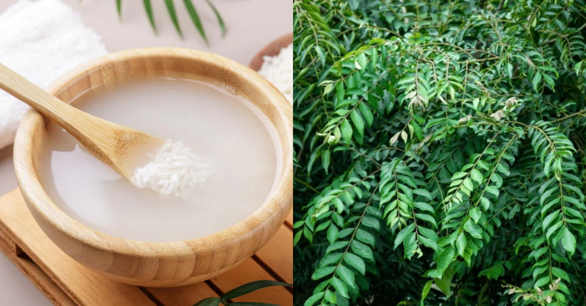 curry leaves cultivation tips using rice water