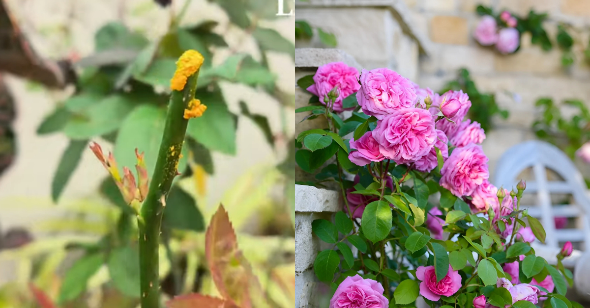 Gardening Tips Using Fertilizer