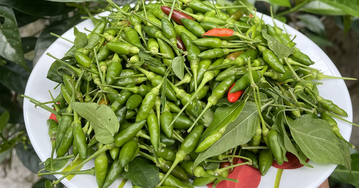 Kanthari Mulaku Storing Tips