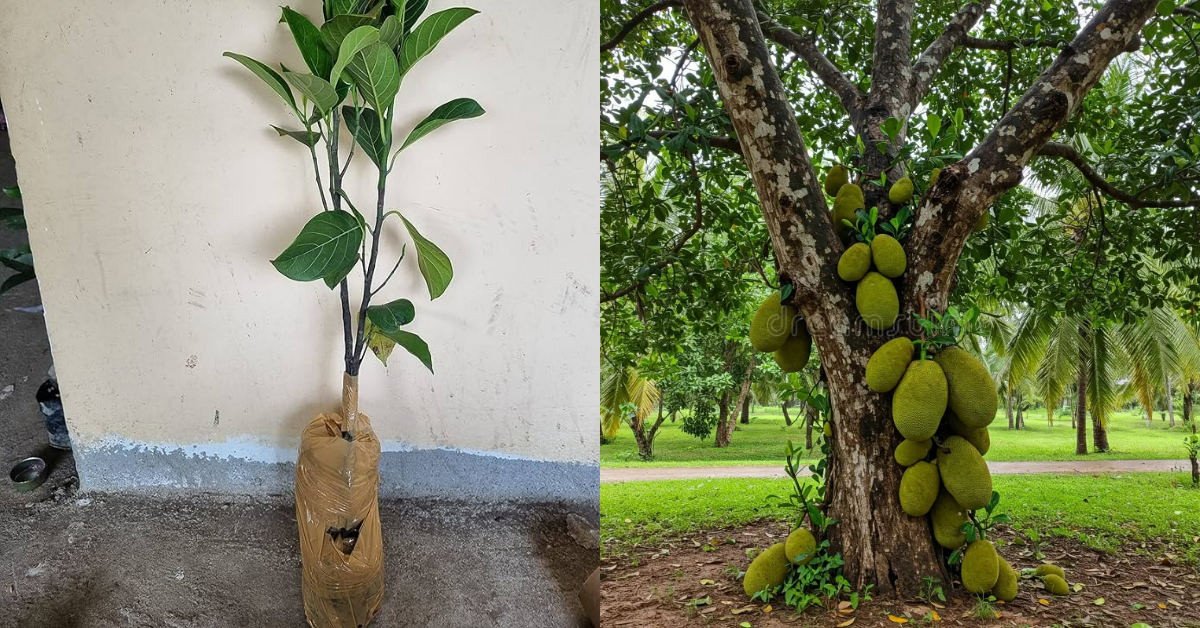 Planting Jackfruit In Papaya Fruit And Aloe Vera Method