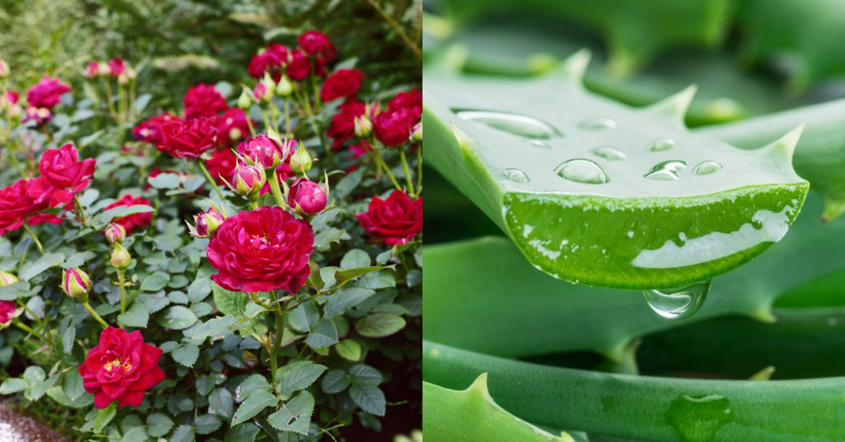 Rose Flowering Tips Using Aloe Vera