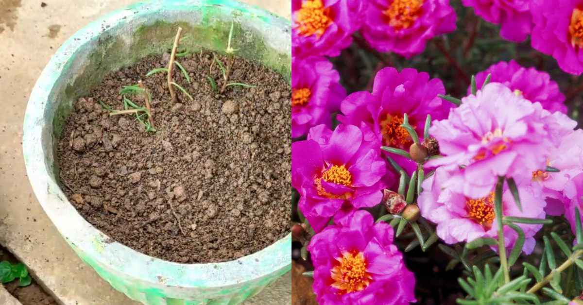 Tips To Plant Pathumani Chedi
