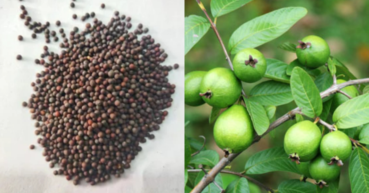 guava cultivation tips