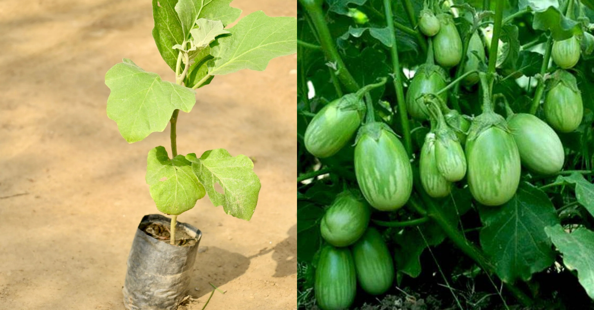 Brinjal Cultivation Tips