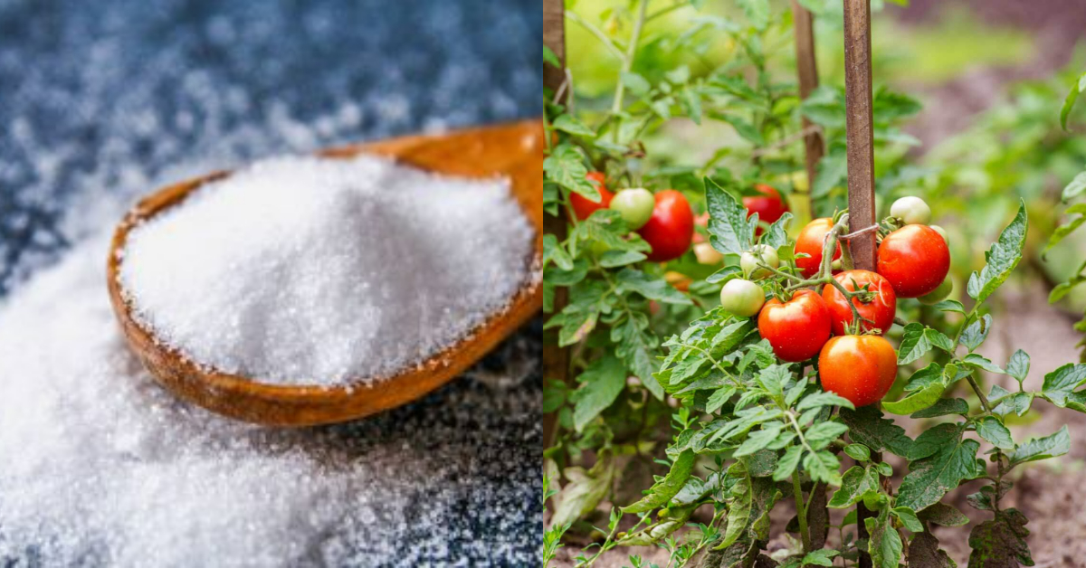 Chilli And Tomato Cultivation Tips Using Salt