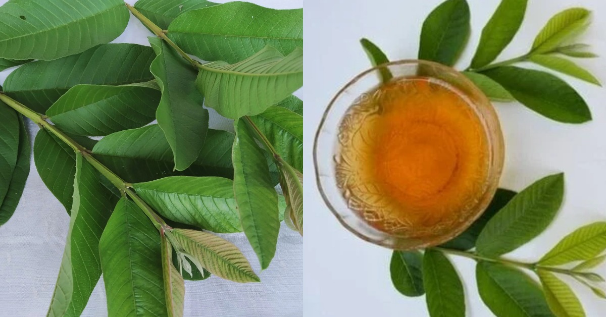 Guava Leaves Tea Health Benifits