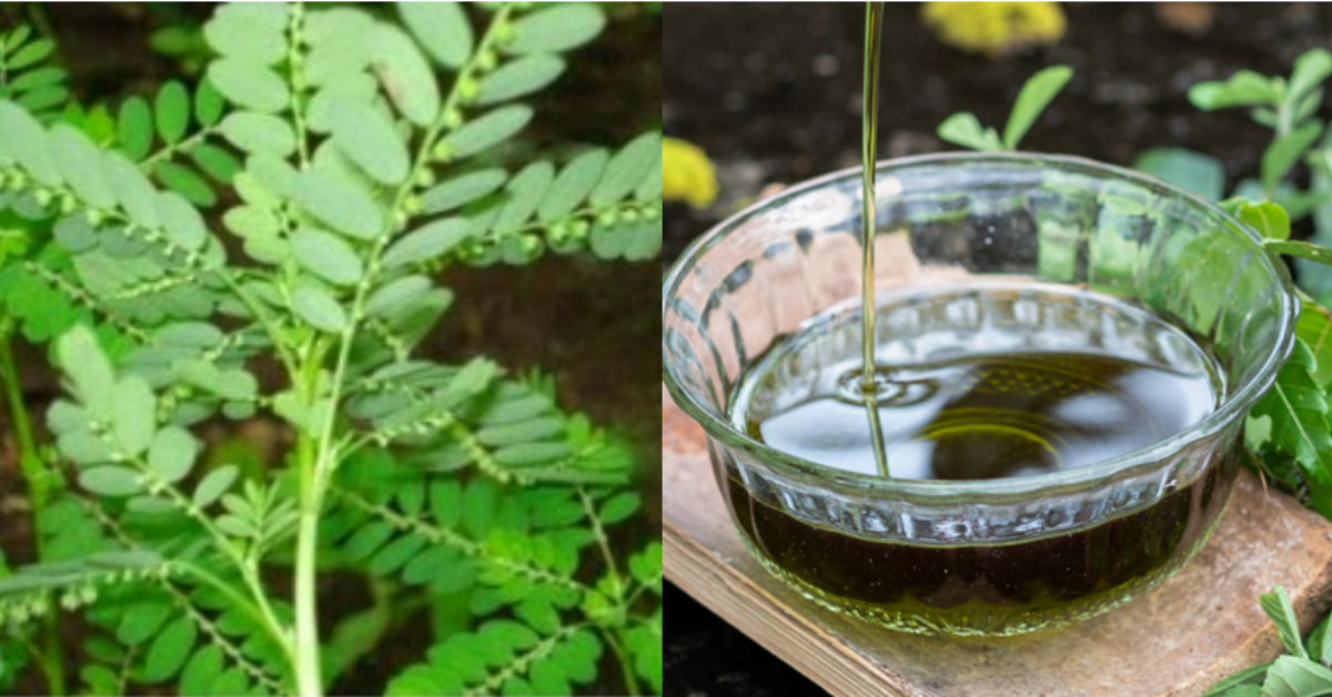 Herbal Hair Oil Using Keezharnelli