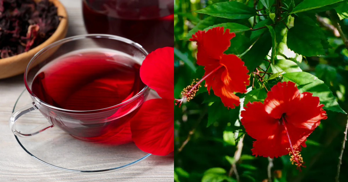 Hibiscus Tea Health Benefits